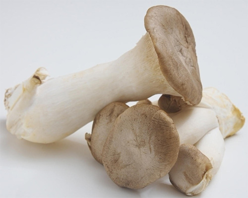 eringi-mushroom