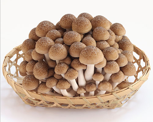 shimeji-mushroom